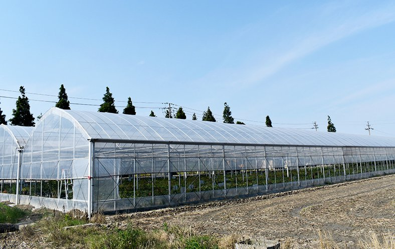 How can smart greenhouses increase lighting